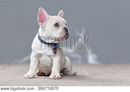 Small Cream White Colored French Bulldog Dog Puppy With Big Blue Eyes Wearing A Bow Tie Sitting In F