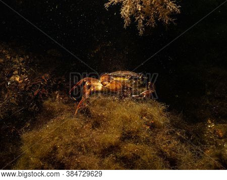 A Closeup Picture Of A Crab In A Beautiful Marine Environment. Picture From Oresund, Malmo In Southe