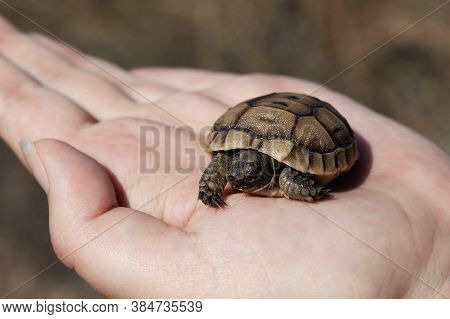Close-up Of Small Turtle In The Palm Of A Woman Hand. Animals, Reptiles.