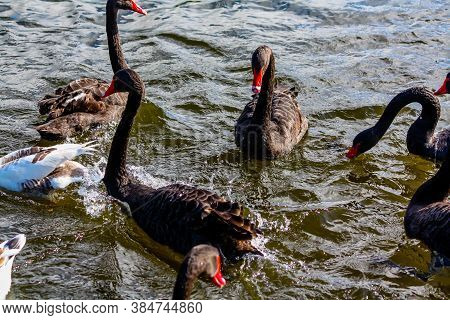 Black Swans Frolic On Land And In The Water. Western Springs Pond, Auckland, New Zealand.