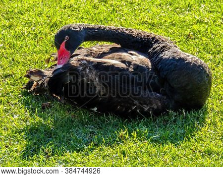 Black Swans Frolic On Land And In The Water. Western Springs Pond, Auckland, New Zealand.