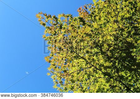Low Angle View Of Tree Leaves With Blue Sky