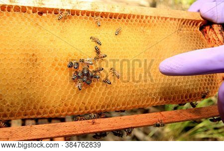 Eunapolis, Bahia / Brazil - May 8, 2009: Bees Are Seen In An Apiary Hive In The City Of Eunapolis, I