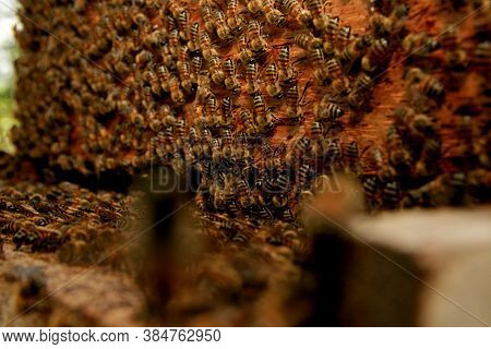 Eunapolis, Bahia / Brazil - May 8, 2009: Bees Are Seen In An Apiary Hive In The City Of Eunapolis, I