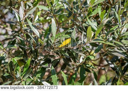 Olive Tree Branches With Green Leaves