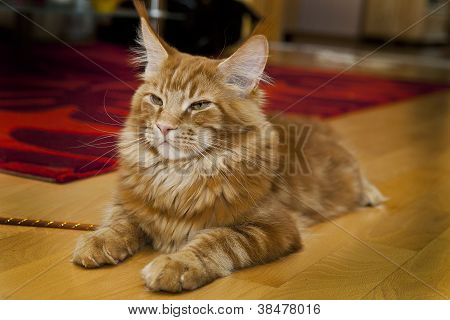 Maine Coon Kitten