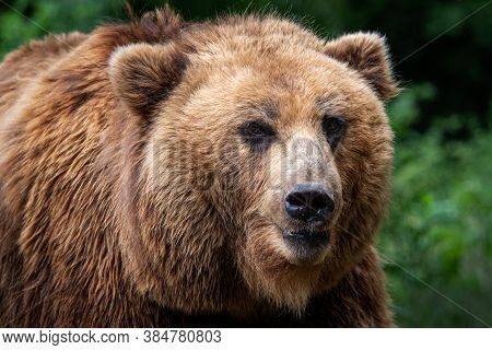 Kamchatka Brown Bear (ursus Arctos Beringianus). Brown Fur Coat, Danger And Aggresive Animal. Big Ma