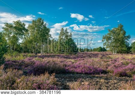 Scenic Panorama Of A German Heather Landscape In Autumn With Purple Flowering Erica Plants, Birches 