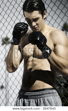 junge boxer