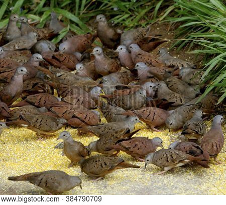 Salvador, Bahia / Brazil - August 19, 2013: Beans-broth Feeds On Corn Meal Deposited By People On Av