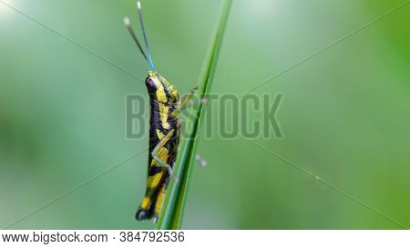 Black And Yellow Grasshopper In The Grass, Macro Photo. Small Insect With Long Antennas And Powerful