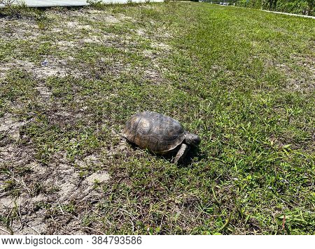 A Gopher Tortoise Walking On A Grassy Area In Florida.