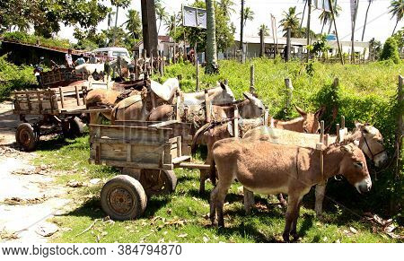 Conde, Bahia / Brazil - September 7, 2012: Donkey, Horses And Donkeys Transporting Cargo Are Seen In