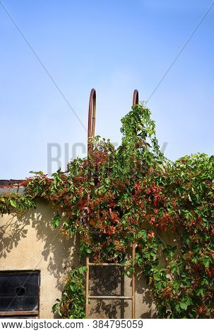Rustic Metal Ladder Provides Access To The Roof Of An Old Factory Building.  Ivy Is Overgrowing Ladd