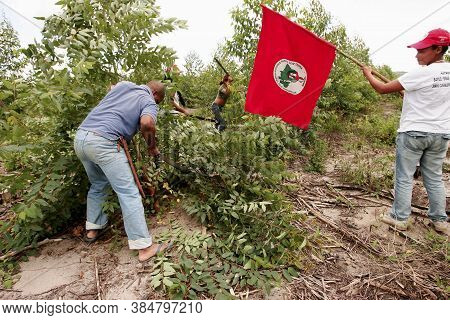 Eunapolis, Bahia / Brazil - April 21, 2010: Members Of The Landless Movement - Mst - Are Seen Cuttin