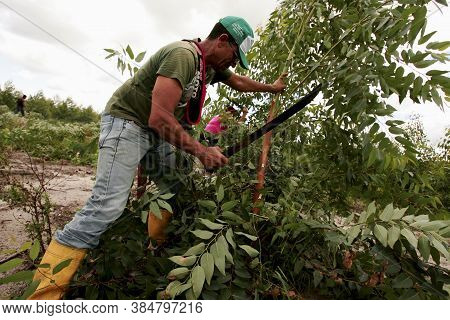 Eunapolis, Bahia / Brazil - April 21, 2010: Members Of The Landless Movement - Mst - Are Seen Cuttin