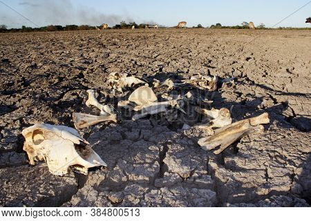 Conde, Bahia / Brazil - March 23, 2011: Animal Bone Is Seen In Dry Pasture Due To Lack Of Rain In Th