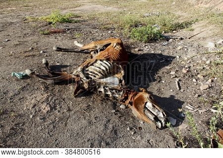 Conde, Bahia / Brazil - March 23, 2011: Animal Bone Is Seen In Dry Pasture Due To Lack Of Rain In Th
