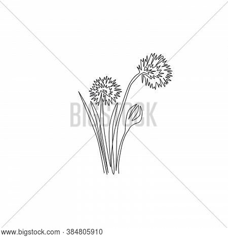 Single One Line Drawing Of Beauty Fresh Allium Tuberosum For Garden Logo. Decorative Chives Flower C