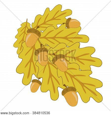 Yellow Oak Branch With Leaves And Acorns In Autumn