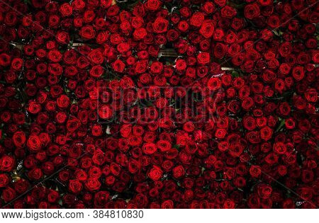 Rose Flower Background. Colorful Roses Flower Pattern. Roses Flower Bouquet. Garden Rose. Red Rose.