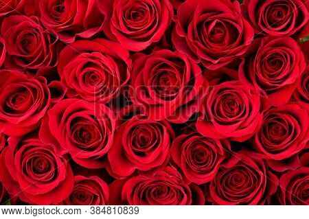 Rose Flower Background. Colorful Roses Flower Pattern. Roses Flower Bouquet. Garden Rose. Red Rose.