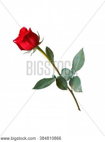 Rose Flower Background. Colorful Roses Flower Pattern. Roses Flower Bouquet. Garden Rose. Red Rose.
