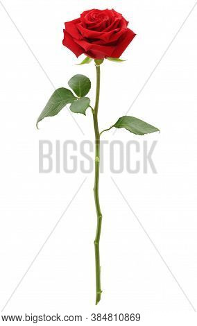 Rose Flower Background. Colorful Roses Flower Pattern. Roses Flower Bouquet. Garden Rose. Red Rose.