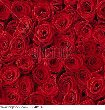 Rose Flower Background. Colorful Roses Flower Pattern. Roses Flower Bouquet. Garden Rose. Red Rose.