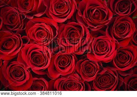 Rose Flower Background. Colorful Roses Flower Pattern. Roses Flower Bouquet. Garden Rose. Red Rose.