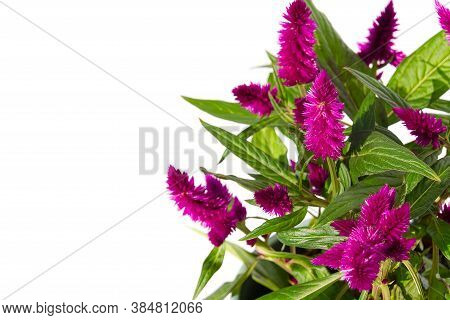 Potted Cockscomb Celosia Plant Isolated On White. Pink Flower Of Celosia Is In The Family Amaranthac