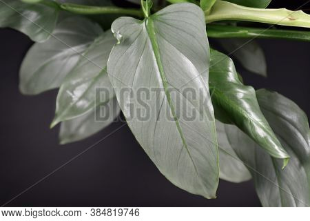 Close Up Of A Leaf Of An Exotic  Houseplant Called 'philodendron Hastatum' Or 'philodennron Silver S