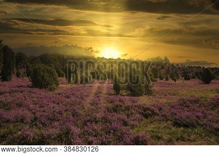 Sunrise Sunset In Golden Autumn In The Luneburg Heath