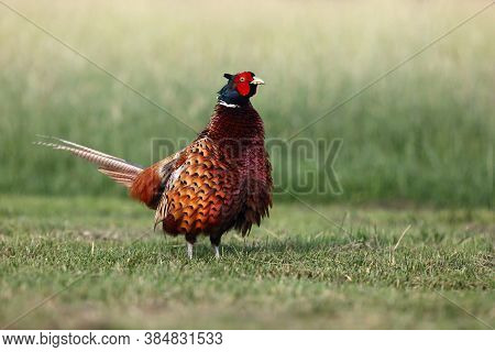 The Common Pheasant (phasianus Colchicus) On The Mown Meadow. Colorful European Pheasant With Red He