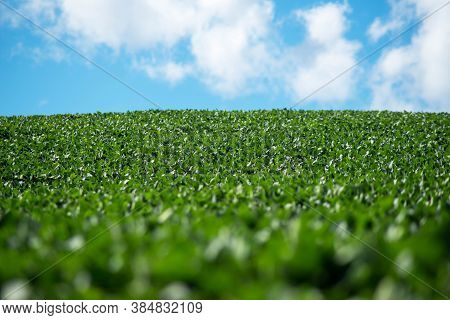 Beautiful Natural Scene Of A Hillside Soybean Field Extends To The Horizon. Selective Focus, Defocus