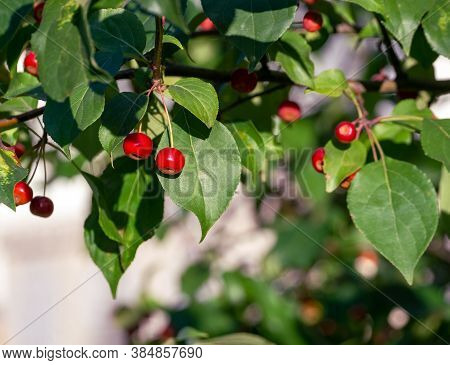 Natural Background With Leaves And Fruits On The Branches Of A Forest Apple Tree. Small Red Apples S
