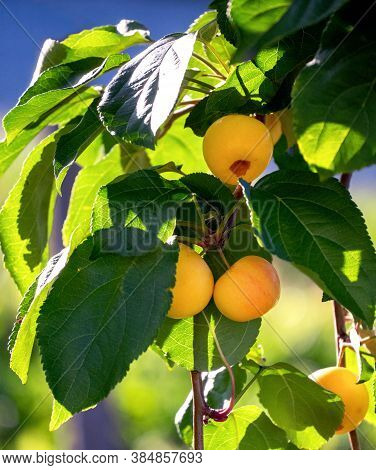 Small Yellow Apples Are Hidden In The Shade Of The Juicy Leaves Of A Wild Apple Tree. Vertical Natur