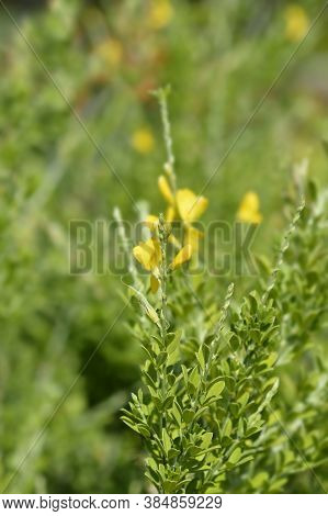 Easter Broom Flowers - Latin Name - Genista X Spachiana