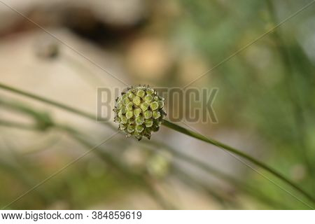 White Scabious - Latin Name - Cephalaria Leucantha