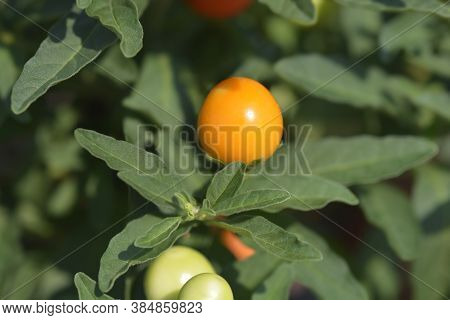 False Jerusalem Cherry - Latin Name - Solanum Pseudocapsicum