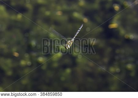 The Blue Dasher (pachydiplax Longipennis) Dragonfly Close Up