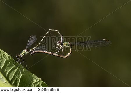 Spread-winged Damselflies Hanging On The Leafs Mating