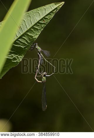 Spread-winged Damselflies Hanging On The Leafs, Lestidae Family Of Cosmopolitan, Large-sized, Slende