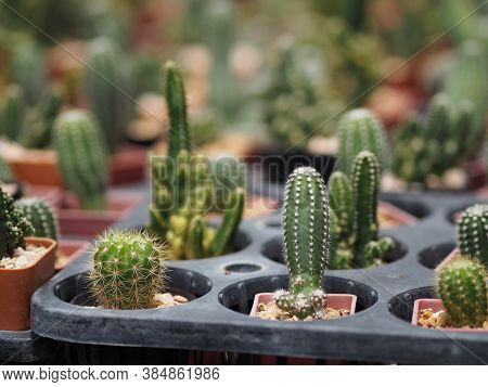 Cactus Tree Green Trunk Has Sharp Spikes Around Blooming In Plastic Pots