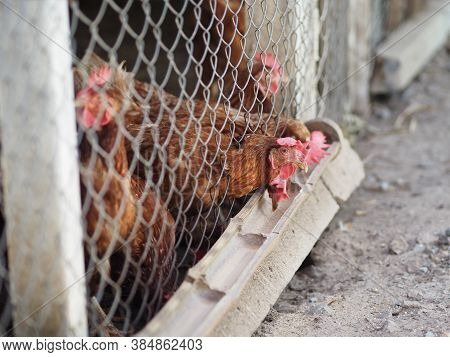 Egg Hen Eating Food On A Bamboo Trough In Steel Net Cage