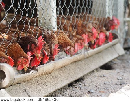 Egg Hen Eating Food On A Bamboo Trough In Steel Net Cage