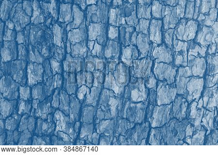 Wooden Cracked Tree Trank In Blue Tones As Natural Background. Detailed Botanical Layout