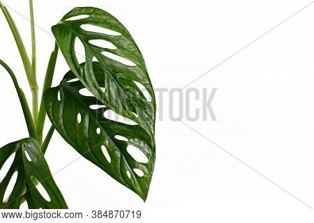 Close Up Of Leaves Of Exotic 'monstera Adansonii' Or 'swiss Cheese' Vine House Plant On White Backgr