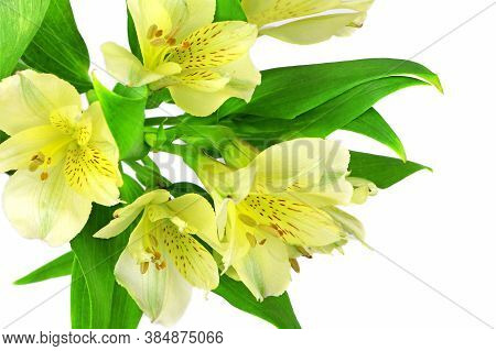 Flowers. Blooming Freesia Isolated On White Background. House Flowers And Plants. Postcard. Copy Spa