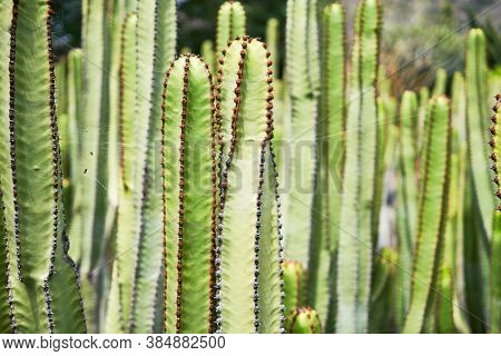 Close up of succulent green cactus at botanical garden
